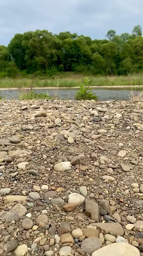 35K views · 269 reactions | How to make a SWEDISH LOG TORCH#bushcraft #survival #outdoors #camping | Survival In The Jungle | Facebook