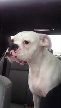 Boxer dog mad at me about leaving the dog park