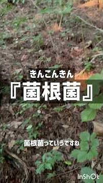 松茸が生える場所はキノコの生態を理解したら見つかる #松茸 #キノコ採り #菌根菌