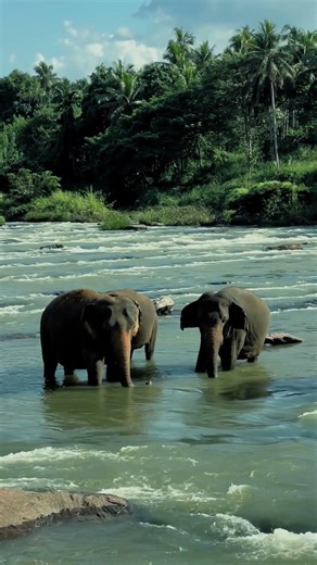 Elephants Bathing in River Amidst Lush Jungle