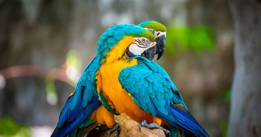 Depois de mais de 200 anos em extinção, espécie de araras ressurge no Rio de Janeiro