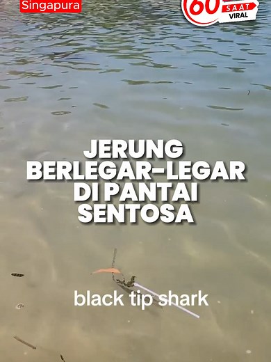 Jerung Berenang di Pantai Palawan Sentosa, Singapura