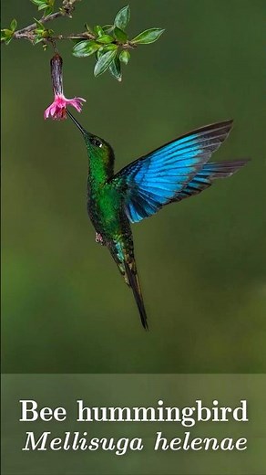Helena humming bird or bee humming bird (Mellisuga helenae) 🐦 #birds #birdsong #nature #naturevideo