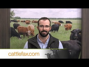 CattleFax Closing Bell: Improving Grade – December 5, 2025