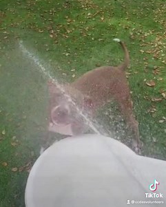 4K views · 1.4K reactions | If you like your dogs super playful and active, #bigboy BLU is #biglove and #bigenergy 珞♥️ A happy, young dog BLU is just under 2 years old and filled with puppy eagerness. He’s looking for a good home. @colliercountydas BLU #A270701 • 1 year, 11 month old • neutered male • Collier County Domestic Animal Services www.collierpets.com (Naples, FL) | Collier DAS Dogs -by volunteers | Facebook