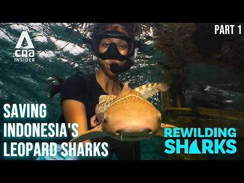 Global Fight To Save Raja Ampat's Endangered Leopard Sharks | Rewilding Sharks - Part 1 | Indonesia
