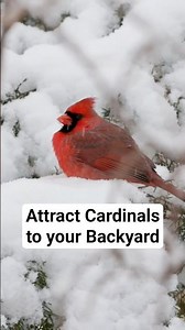 Attract Cardinals to your Backyard #cardinals