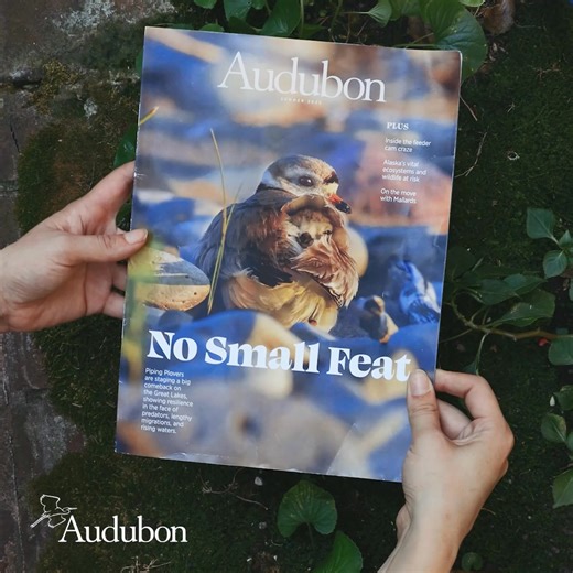 Donate and we’ll send you a year of our exclusive, award-winning magazine as a token of our appreciation. That means every three months you’ll receive stories about protecting birds and the places they need directly to your mailbox! Donate this month and you’ll receive the next issue of Audubon magazine. | National Audubon Society