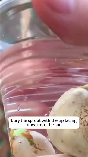 How to Grow Jackfruit from Seed at Home #jackfruittree #growjackfruit #homegardening