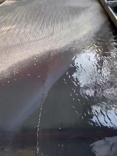 Gold Separation Shaking Table - Sorting alluvial gold with a small shaking table. #GoldShakingTable #MineralProcessingShakingTable #GoldProcessingEquipment #MineralProcessingEquipment #GoldSeparation #MineralProcessing #AlluvialGoldShakingTable #MineralProcessingShakingTableManufacturer #MineralProcessingEquipmentManufacturer #GoldPanningEquipmentManufacturer #GoldShakingTable