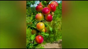 29K views · 2K reactions | SEAMOS AGRADECIDOS ”‘Porque sé muy bien...