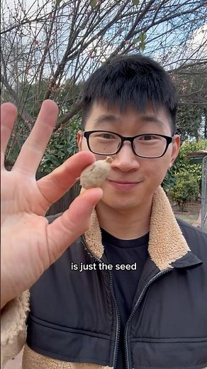 Growing an EXOTIC rambutan tree from seed! #rambutan #seedtotree