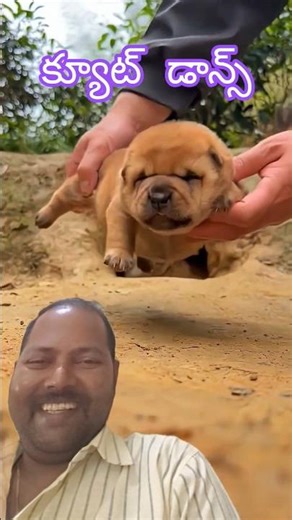 Big fat dancing Zen man walks. Jumping is not a sin #funny #dogshorts #doglovers #vairalshort #pets