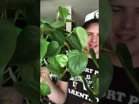 Philodendron Cordatum Care Guide (heart leaf philodendron)