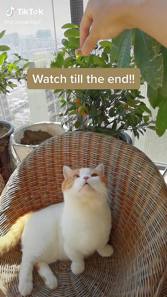 Drama Kitty on TikTok