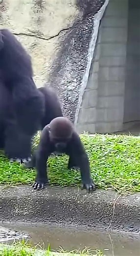 Gorilla and Baby Playing in the Grass