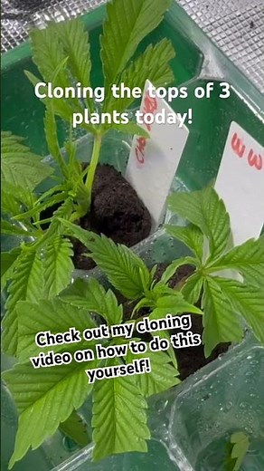 How to clone plants for beginners | topping and cloning guide