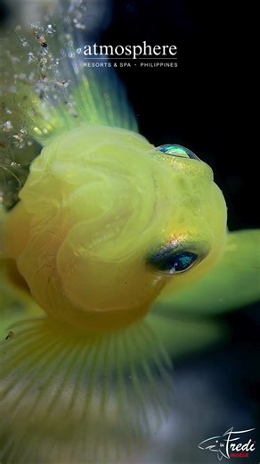 3K views · 23 reactions | The goby may be a small and common fish,...