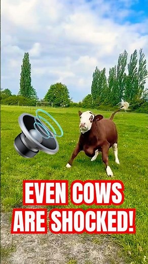 Farmers Now Control Cows Using Only Their Phone 😲🐄