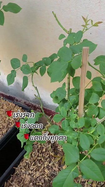 ทาสกุหลาบฟังทางนี้🌹#ปุ๋ยกุหลาบ