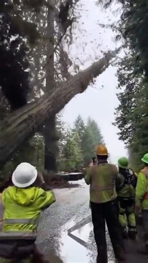 Worlds biggest trees falling over 🌲 #trees #nature #scary #outdoors