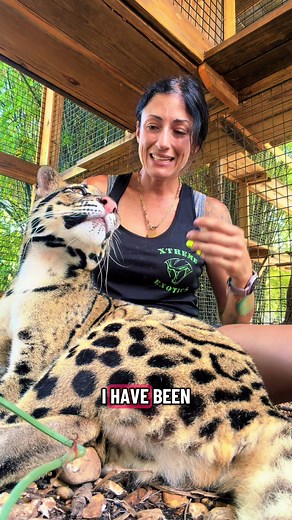 Sweet girl 🫶🏻#xtremeexoticswildlifefoundation #protectwildlife #animalhumanbond #zookeeper #cloudedleopards