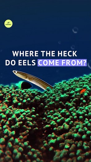 Exploring the Mysterious Origins of Eels