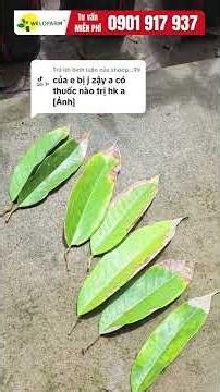 OLD LEAF SCORCH - HOW TO PREVENT AND TREAT - ZALO 0901917937