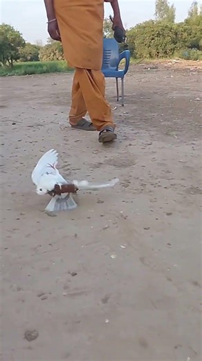 Ground roller pigeons #usashorts #usa #animals #birds #pets