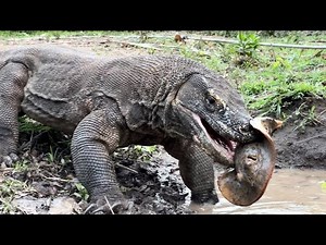 OMG😱😱 Komodo: Battle Against the Aliens‼️ @KomodoTreasure