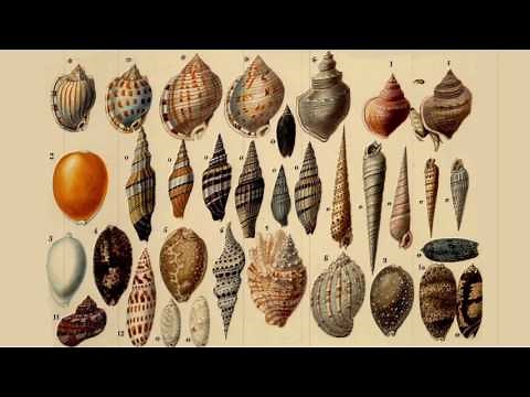 Albrecht Dürer rinocérosza / Albrecht Dürer’s Rhinoceros