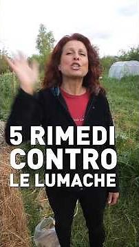 Lumache nell'orto? Ecco 5 rimedi efficaci