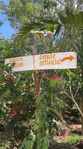 🌊✨ ¡Una aventura en Homún, Yucatán! ✨🌿 Cenotes San Isidro te espera para un día increíble lleno de diversión. 🤩🌞 ✨ Disfruta de: 🏊‍♂️ Piscinas con toboganes y cascadas 💦 🏞️ Cenote natural y artificial 🌀 🌊 Túnel de agua 🍽️ Restaurante 😋 🛖 Cabañas & Casa del árbol 🌳 🌈 Spots coloridos ¡Atrévete a vivir la experiencia! 🤩 #Cenotes #Homún #Yucatán # #Alberca #Familia #Diversión #Aventura #Experiencia | Cenote San Isidro Mini Riviera Maya