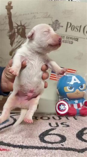 Amstaff Love: Celebrating Our Loyal Companions