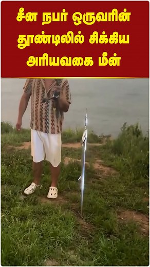 சீன நபர் ஒருவரின் தூண்டிலில் சிக்கிய அரியவகை மீன் #China | #RareFish | #Oarfish | #OarfishSighting | #StreamlineTamil | Streamline Tamil