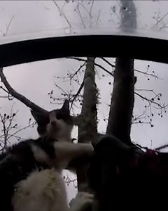 235K views · 260 reactions | He used to be afraid of heights. Now at 70, Normer spends his days scaling tall trees to rescue people's cats for free!  | Humankind | Facebook