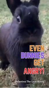  Did You Know? Bunnies Get Grumpy Too!  In this adorable but...