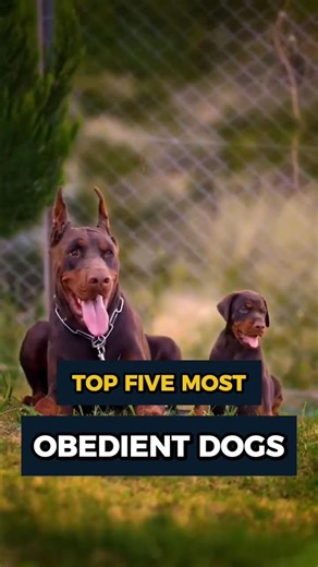 top five most obedient dogs #animalfacts #beaglecrew