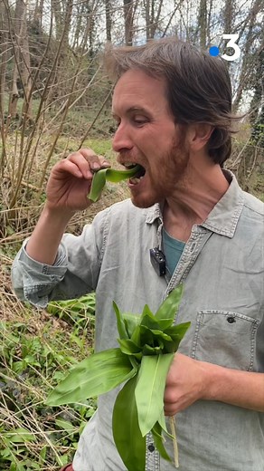 De mars à mai, l’ail des ours pousse dans des endroits humides, notamment en Auvergne. Plus d'infos à lire dans notre article : https://france3-regions.francetvinfo.fr/auvergne-rhone-alpes/puy-de-dome/clermont-ferrand/l-ail-des-ours-tous-les-secrets-de-cette-plante-merveilleuse-2542380.html | France 3 Auvergne