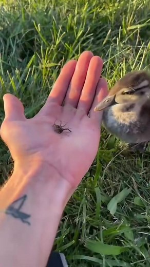 Baby Ducks Diet: From Insects to Plants