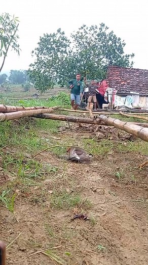 Amazing bird trap‼️k4cau jok1 kur4ng focus🔥 #birdtrap #birdvideo | Aris M AN