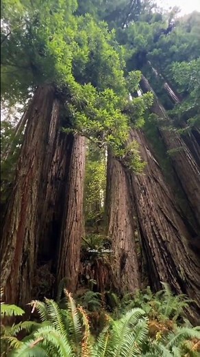 Exploring the Hidden World of the Deep Congo Jungle 🐍 #shorts #facts #congojungle