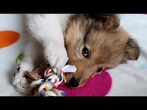 Cute Sheltie puppy learns how to play 🐶