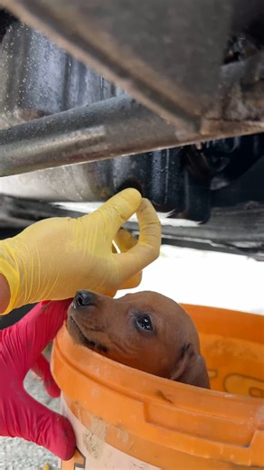 #oilchange #diesel #mercedes #dackel #dog #mechanic #repair #diy | Marius RBE