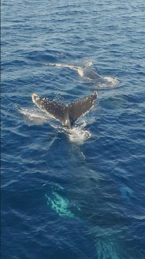 February humpback in San Diego, 2026!