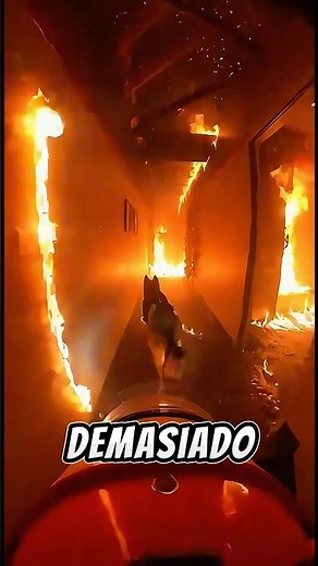 BOMBERO RESCATA A DOS GATITOS GRACIAS AL INSTINTO DE SU PERRO