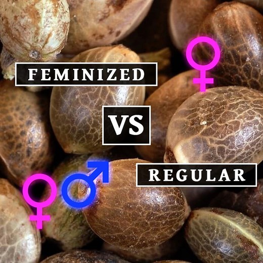 The Truth About Feminized Cannabis Seeds - Khalifa Genetics
