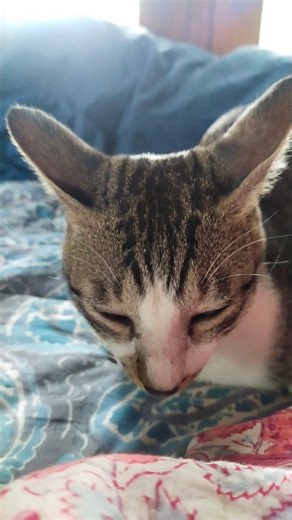 my cute cat findus pls subscribe 💓 ☺️ ✨️🌸🐾