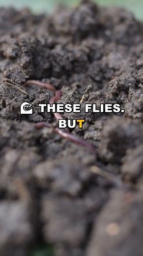 Why Black Flies Cause River Blindness