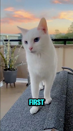Does your cat's color predict their personality? 🐾🤔 #catlife #pets #interesting